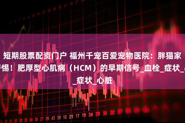 短期股票配资门户 福州千宠百爱宠物医院：胖猫家长警惕！肥厚型心肌病（HCM）的早期信号_血栓_症状_心脏
